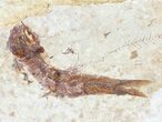 Knightia Fossil Fish - Wyoming #60872-1